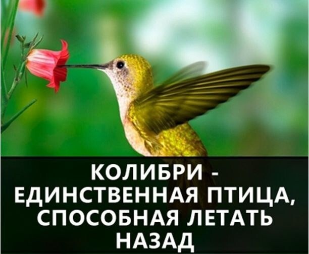 О самых интересных фактах в мире