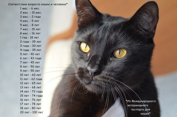 15. Cколько лет вашей кошке по человеческим меркам?