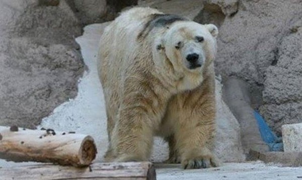 Самый грустный белый медведь в мире скончался после 22 лет жизни в бетонной яме