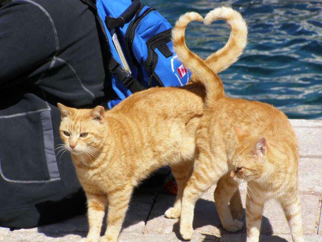 18. …вы преисполнены любви к рыжим котам, и они отвечают взаимностью.