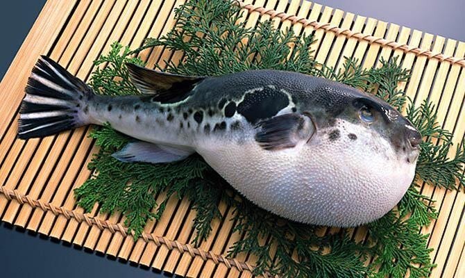 Рыба Фугу (цена 100-500$) — на 10-м месте