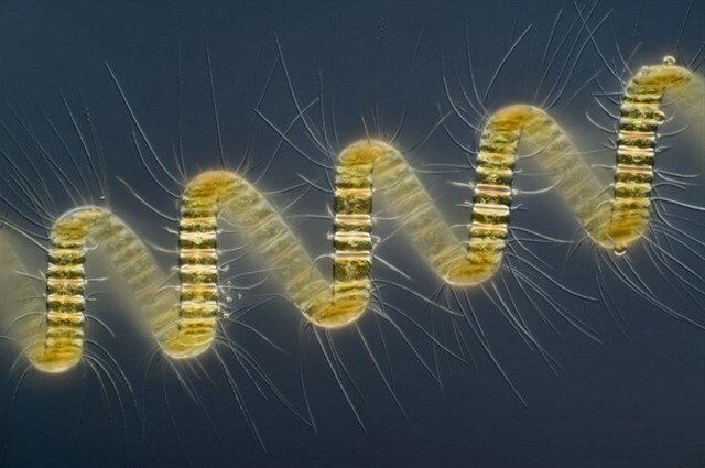 Колониальный планктон