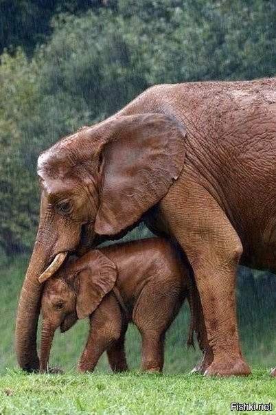 Мама укрывает слоненка от дождя