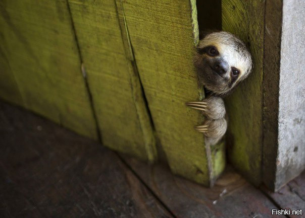 Ленивец выглядывает из дома в Манаусе, Бразилия
