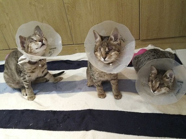 Три слепых кота