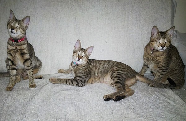 Три слепых кота