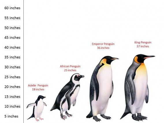 Пингвины- гиганты птичьего мира