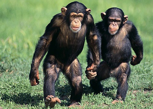 Шимпанзе умеют устраивать выборы