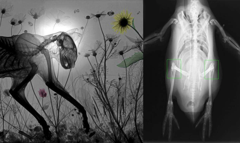 17 жутковатых рентгеновских снимков животных