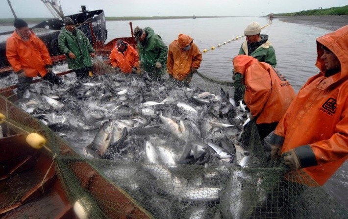 23. Темпы вылова тихоокеанских лососей на 30% опережают показатели аналогичного четного 2014 года