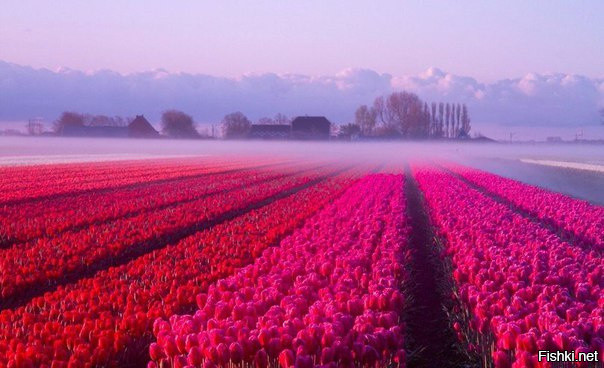 Тюльпановое утро в Северной Голландии