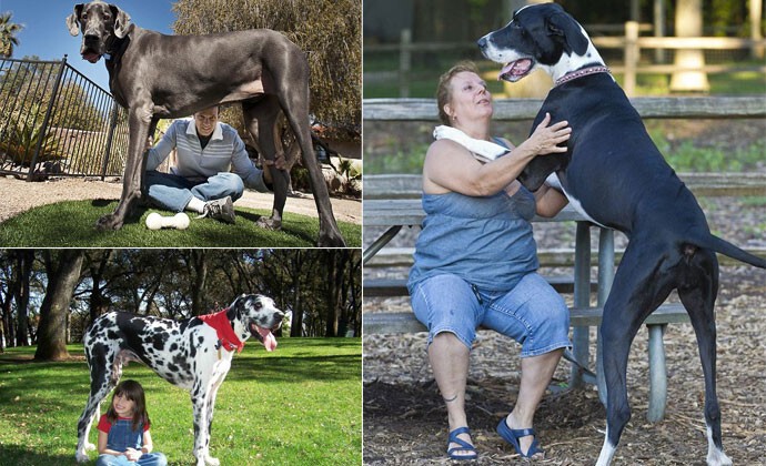 Самая большая и высокая собака на планете.