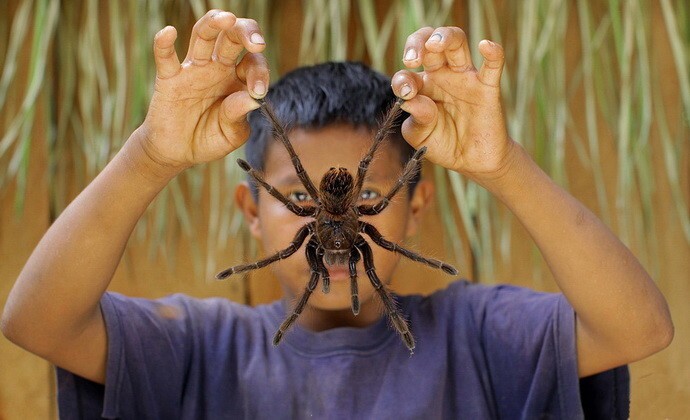  Самый большой паук в мире.