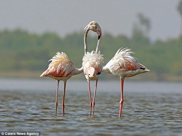 Три тела, две головы, пять лап. Вопрос: сколько здесь фламинго?