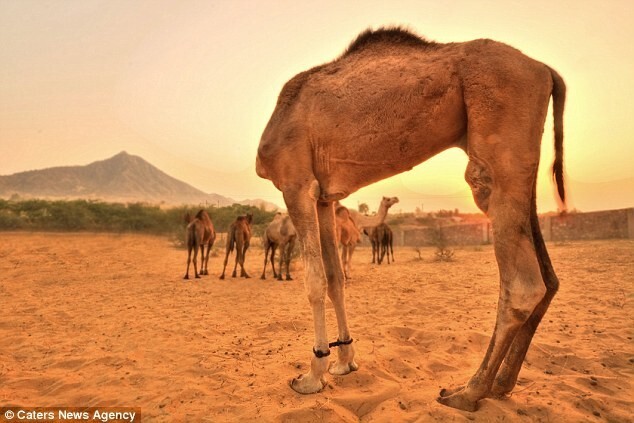Верблюд совсем потерял голову. Раджастхан, Индия.