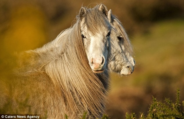 Пони отрастил вторую голову. Полуостров Гауэр, Уэльс, Великобритания.