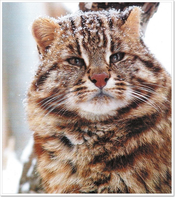 Амурский (дальневосточный) лесной кот