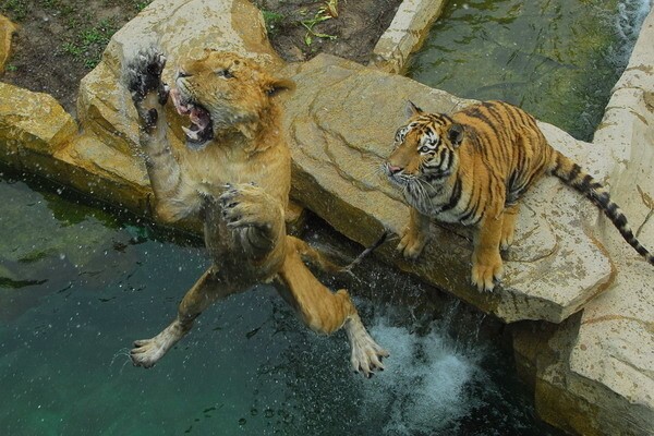Сафари-парк в Шэньчжэне (КИТАЙ) сибирский тигр и лигр 