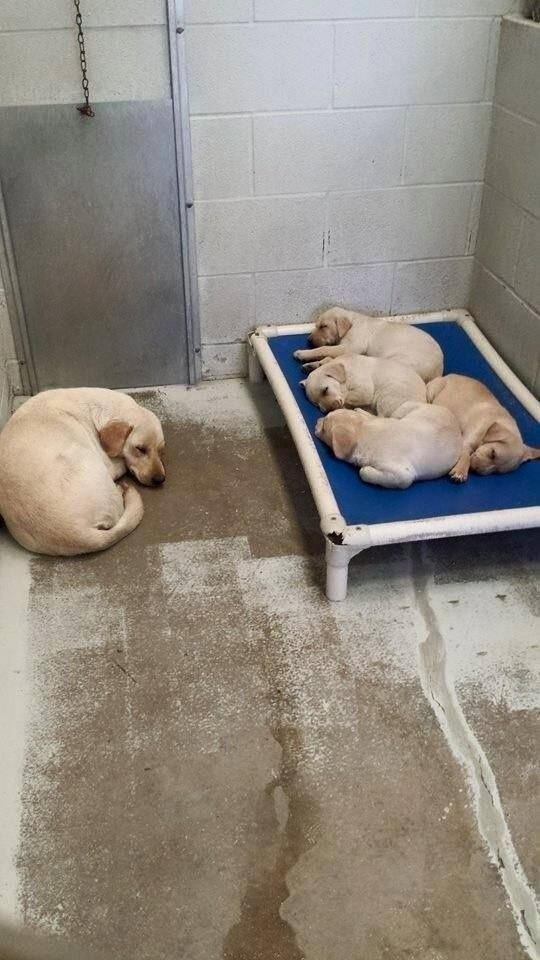 4. А эта собачья мама готова спать на полу - лишь бы ее щеночки были в тепле