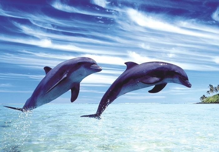 Странные факты о дельфинах