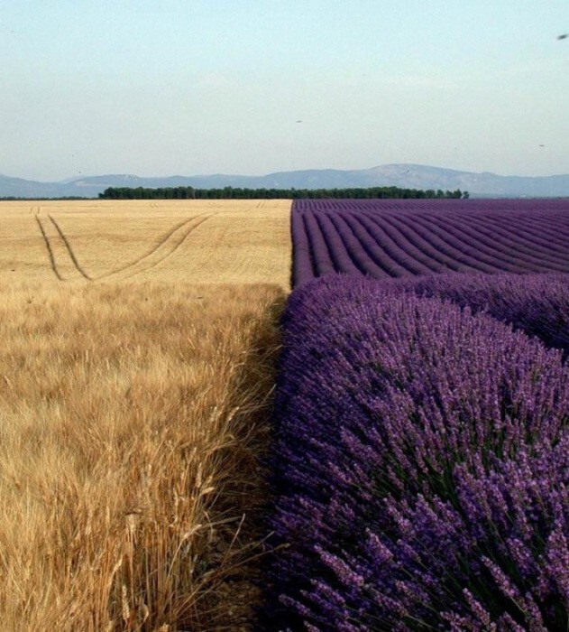 Два поля — лавандовое и пшеничное