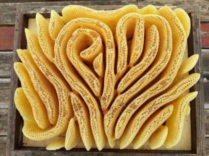 Орнамент из пчелиных сот