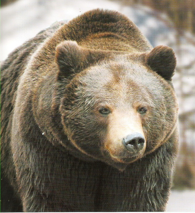 Мир природы Хабаровского края (Фауна) Бурый медведь