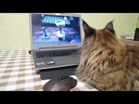 Современные технологии в воспитании котят 