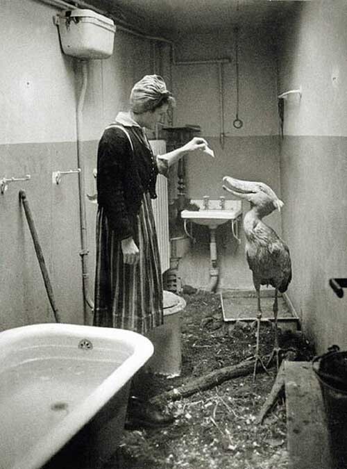 Китоглав Берлинского зоопарка переживает бомбежку в ванной у медсестры. 1945 год.
