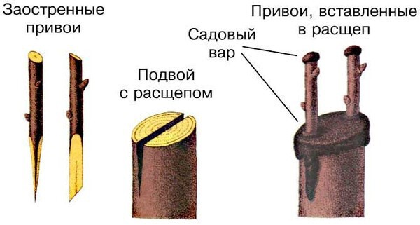 Как восстановить или обновить пострадавшую зимой яблоню или грушу (Если дерево погибло)