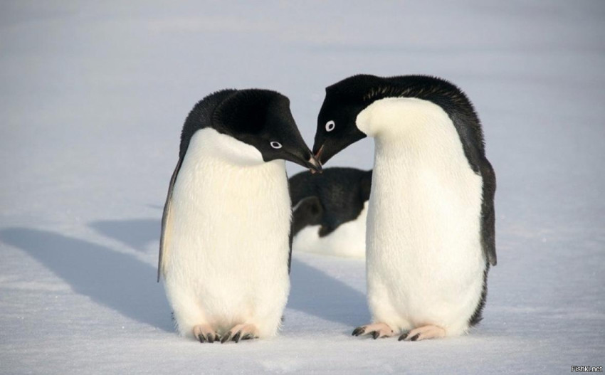 У пингвинов Адели только один партнер на всю жизнь, и они "делают предло...