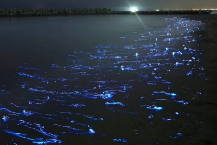 Светящиеся кальмары у берегов Японии.