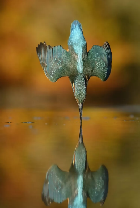 Идеальный кадр зимородка, опускающегося в воду.