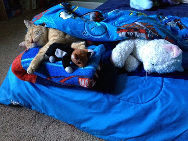 26. Мальчик в течение года укрывал подобранного бродячего кота одеялом, чтобы тот «знал, что здесь его дом, и всегда возвращался»