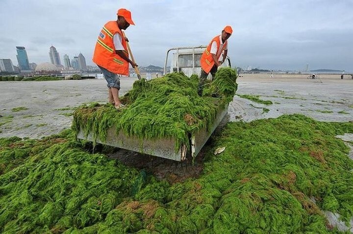 В Китае рабочие собирают водоросли с пляжа.