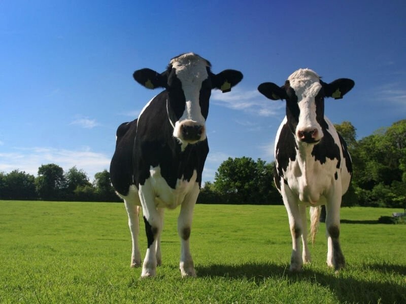 18. Тюменским фермерам раздадут почти тысячу коров