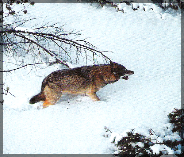 Мир природы Хабаровского края (Фауна) Волк