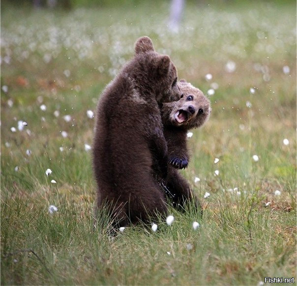 Семья медведей на цветочной поляне 