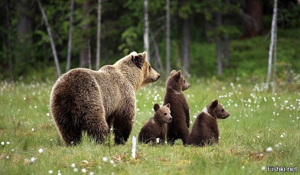 Семья медведей на цветочной поляне 