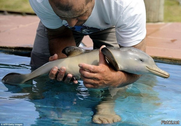 Детеныши дельфина