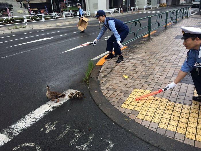 Японские полицейские помогают утиному семейству перейти через дорогу