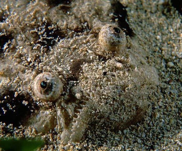 Этот жуткий хищник поджидает своих жертв, зарывшись в песок