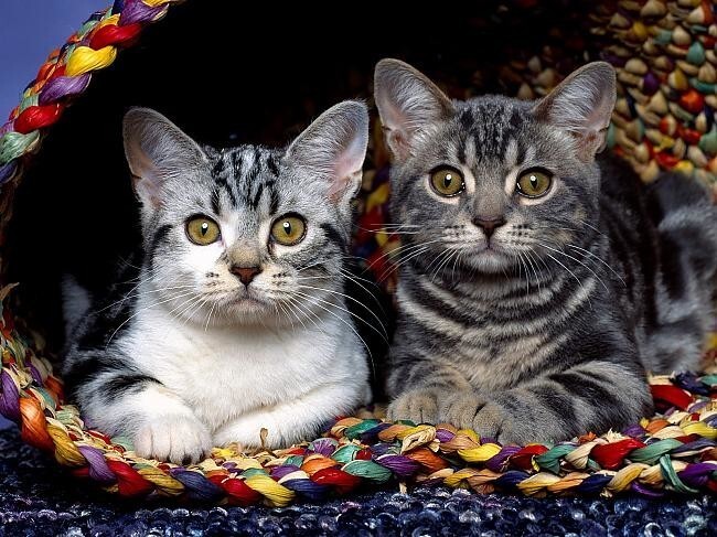 Кошки - удивительные обитатели нашей планеты! IV