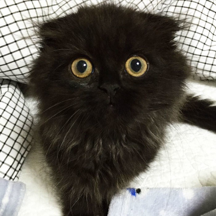 Знакомьтесь, Джимо — кот с самыми большими глазами 