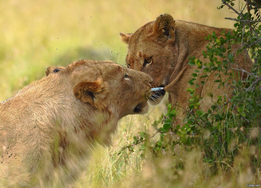 Молодой лев пытается вытащить  дротик - транквилизатор из львицы 