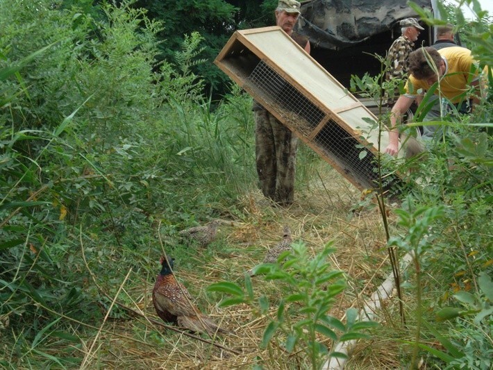 3. В Астраханской области выпущено в дикую природу 300 северокавказских фазанов