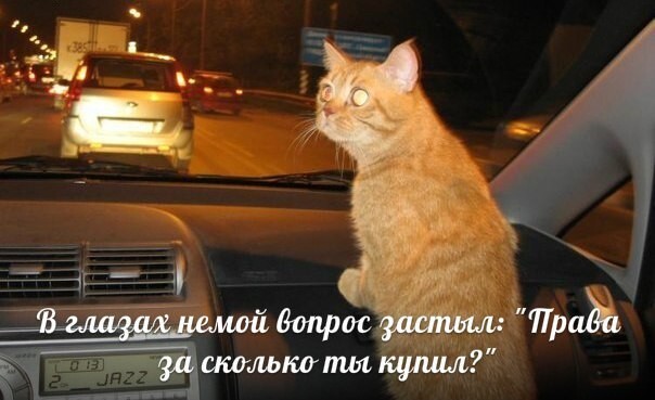 Смешные фото приколы и мемы с котами и не только :)
