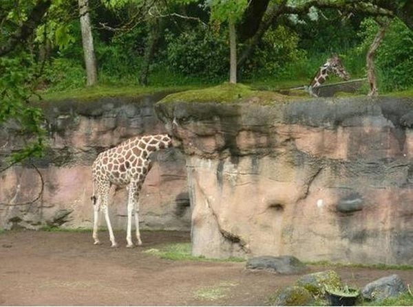 Да, шеи у жирафов длиннее, чем мы думали!
