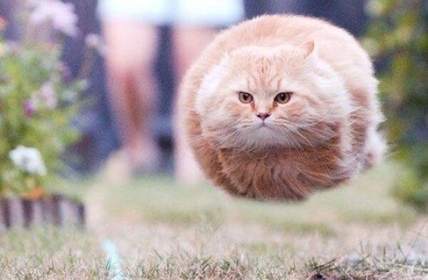 Этот кот победил гравитацию!