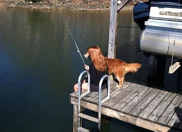 Научить собаку ловить рыбу? Что?..